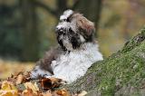SHIH TZU 140